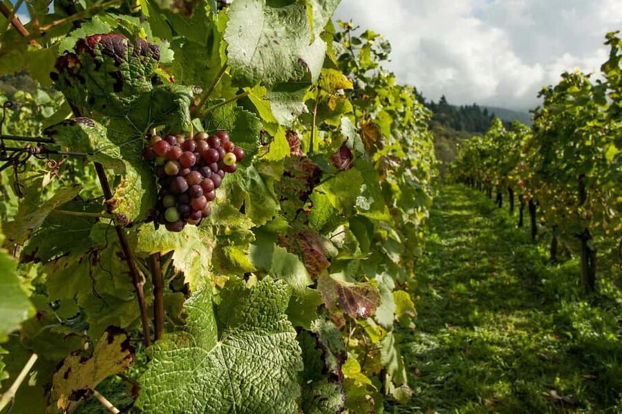 Porto: Douro Valley Tour at 2 Wineries with Lunch and Cruise - Who should book this tour