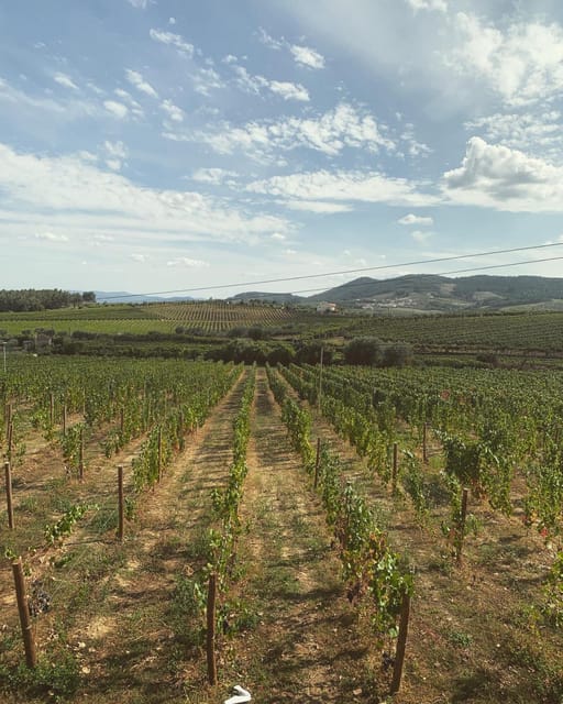 Porto: Douro Valley Tour w/ 3 Tastings, Lunch, & Opt. Cruise - Is $150 a fair price?