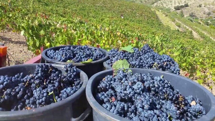 Porto: Douro Valley Tour with 2 Wineries, Lunch and Cruise - São Cristóvão viewpoint and the first big view