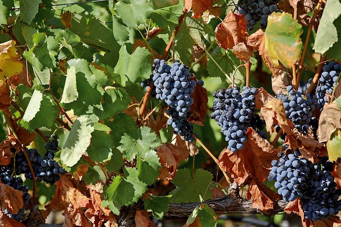 Porto: Douro Valley Wine Tour Including Lunch - Pinhão and the 45-Minute Rabelo Boat Cruise