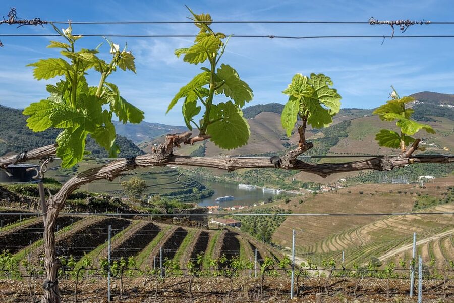 Porto: Douro Valley Wine Tour with a Sommelier & Boat Trip - Who will enjoy this most