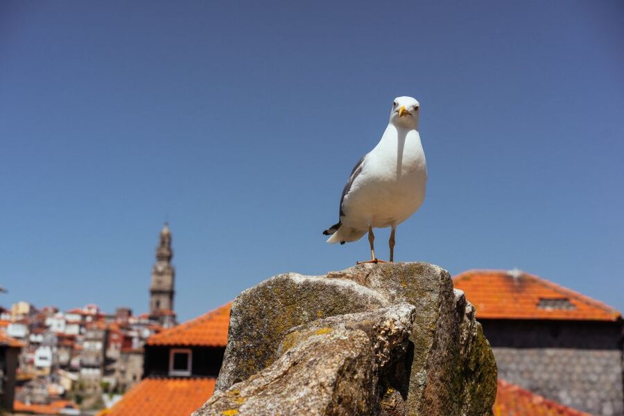 Porto: Harry Potter’s Inspiration Tour - Why Porto works so well for a Harry Potter walk