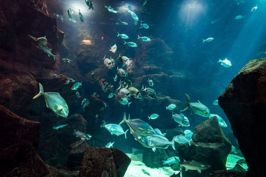 Porto Moniz: Diving with Sharks and Rays in Madeira Aquarium - Meeting sharks and rays at Madeira Aquarium