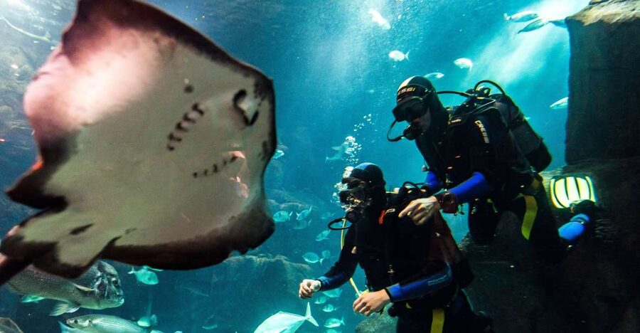 Porto Moniz: Diving with Sharks and Rays in Madeira Aquarium - The first hour: briefing, equipment, and a natural pool