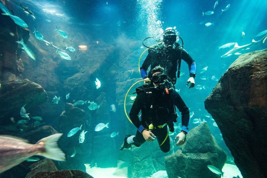 Porto Moniz: Diving with Sharks and Rays in Madeira Aquarium - Is $159 a fair price?