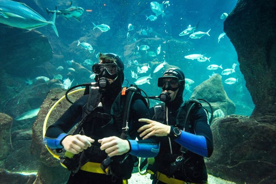 Porto Moniz: Diving with Sharks and Rays in Madeira Aquarium - A guided look at Madeira Aquarium