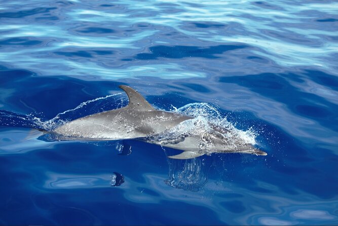 Private Dolphin and Whale Watching Tour in Madeira - Madeira from the water