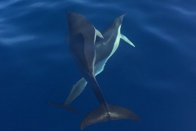 Private Dolphin and Whale Watching Tour in Madeira - Swimming and snorkeling in Madeira