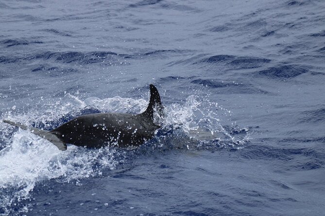 Private Dolphin and Whale Watching Tour in Madeira - Drinks, towels, and the yacht setup