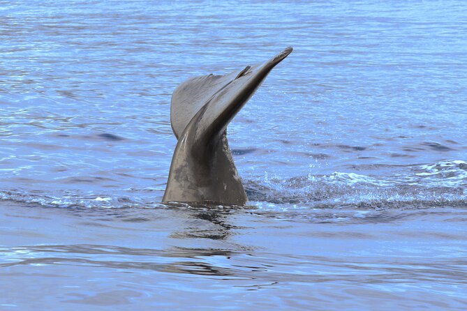 Private Dolphin and Whale Watching Tour in Madeira - Choosing the right departure time