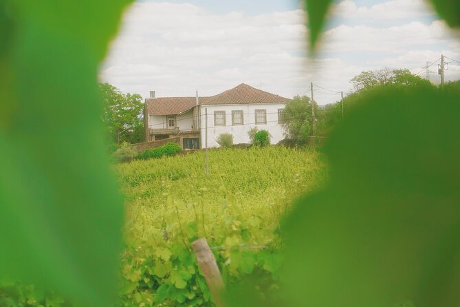 Private Douro Valley Tour with Lunch & Wines - Why this private Douro day works