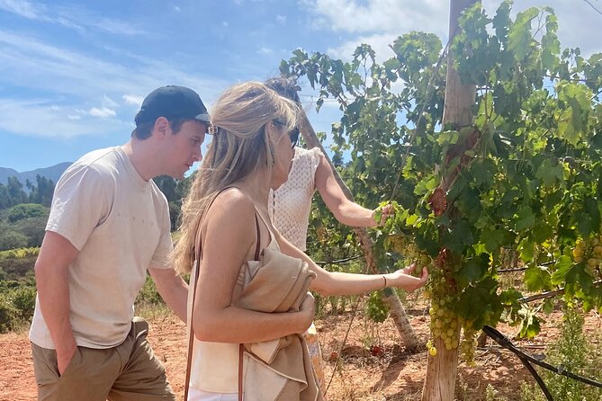Private Full-Day Wine Tour from Lisbon with Tastings - Livramento Market: start with the flavors of Setúbal