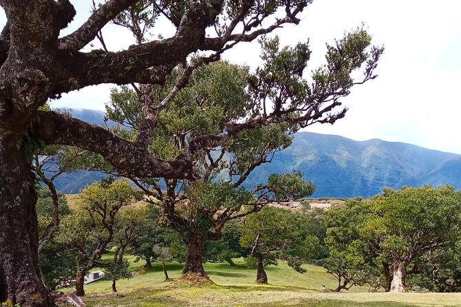 Private Madeira Island Tour: The Most Complete 8-Hour Experience - Guides and vehicles make a bigger difference than the route