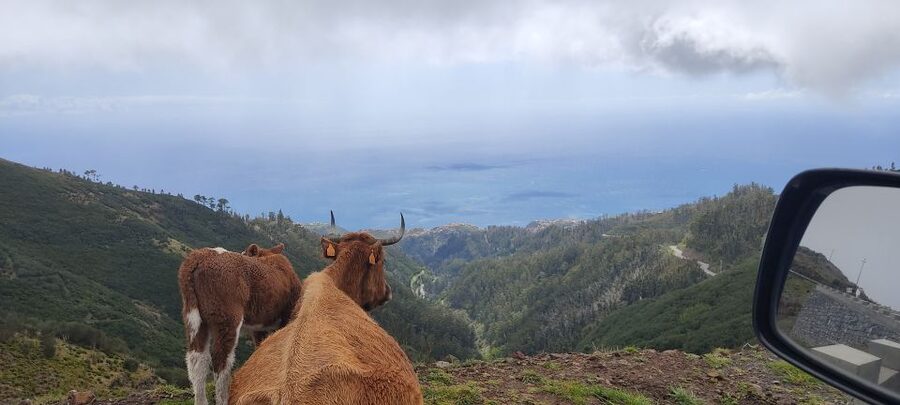 Rabaçal: 25 Fontes & Risco Levada Transfer Self-guided Hike - Why Risco may be the better half