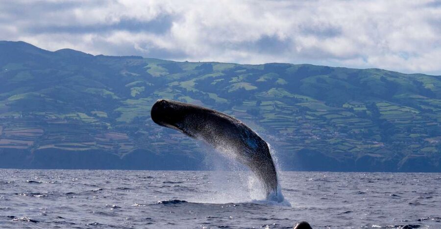 Rabo de Peixe: Sperm Whale Sanctuary Expedition - Key points to know before you book