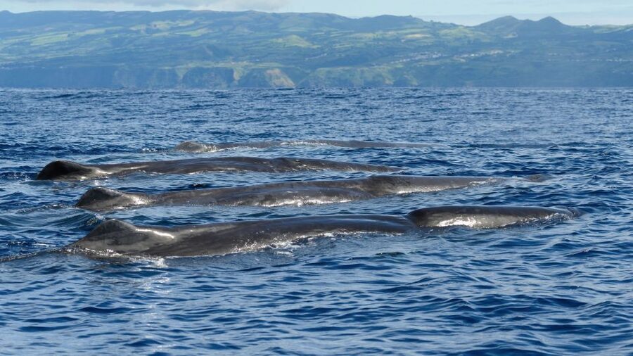 Rabo de Peixe: Sperm Whale Sanctuary Expedition - What to bring for a better day at sea