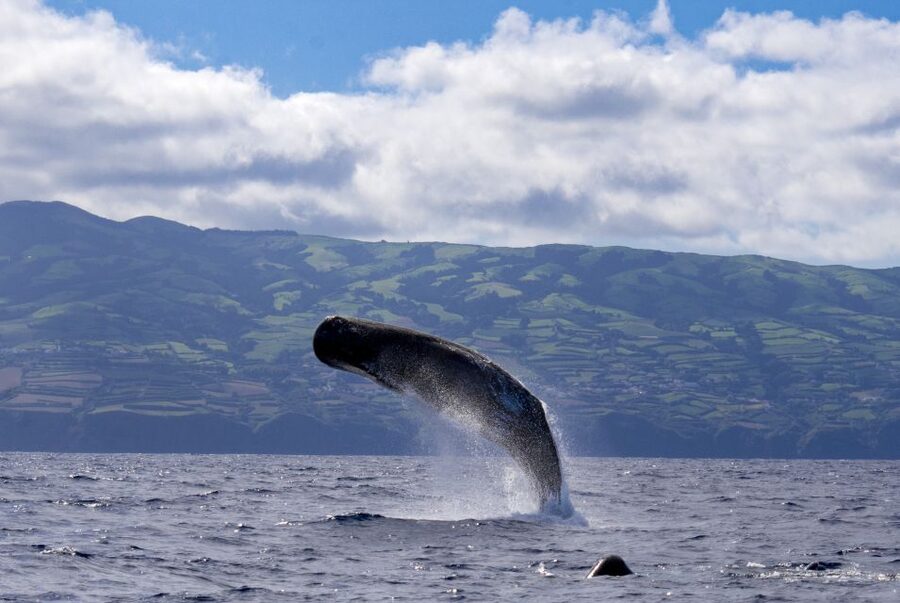 Rabo de Peixe: Sperm Whale Sanctuary Expedition - Why sperm whales make this São Miguel trip special