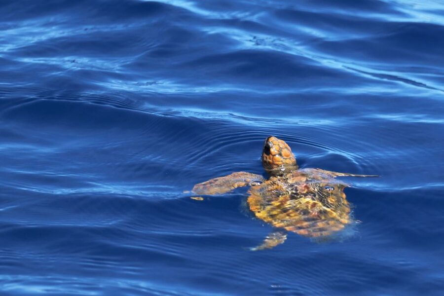 Rabo de Peixe: Sperm Whale Sanctuary Expedition - What you might see beyond sperm whales