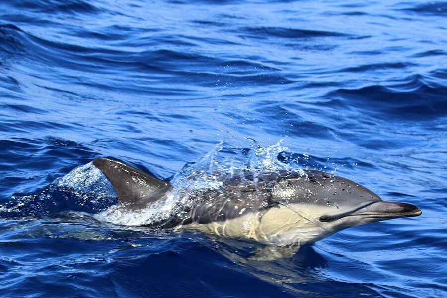 Rabo de Peixe: Sperm Whale Sanctuary Expedition - Returning to Rabo de Peixe Harbor