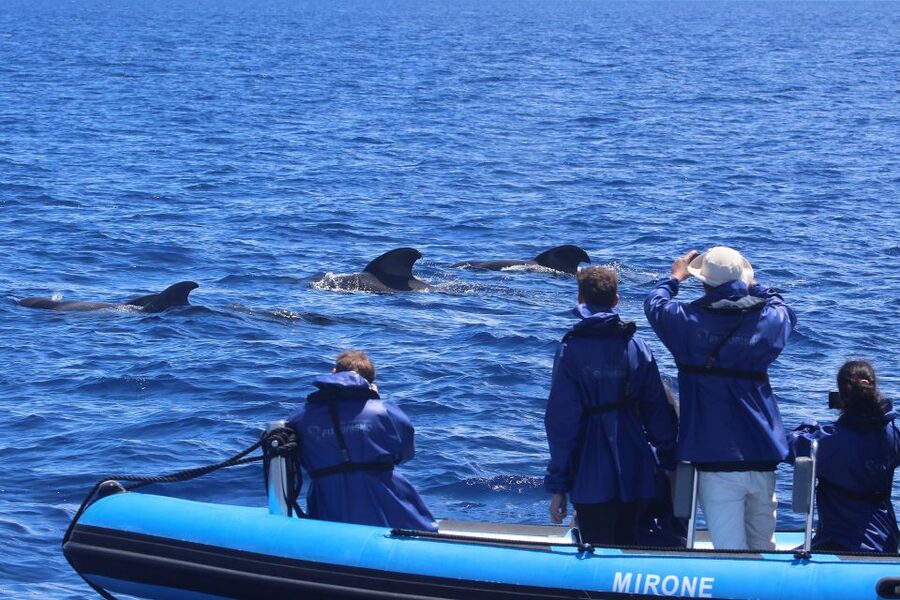 Rabo de Peixe: Sperm Whale Sanctuary Expedition - Is $82 a fair price?