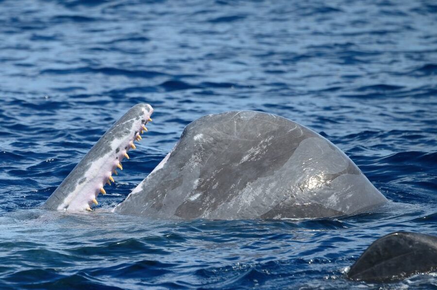 Rabo de Peixe: Sperm Whale Sanctuary Expedition - Who should book this expedition?