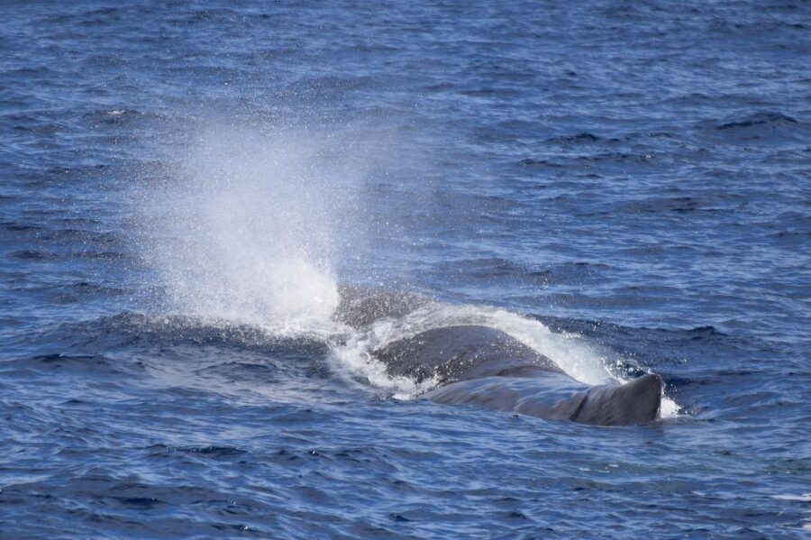 Rabo de Peixe: Sperm Whale Sanctuary Expedition - Starting at Clube Naval Rabo Peixe