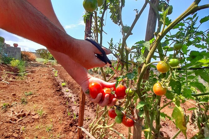 "Re-Canto" Farm-to-Table with Stunning Views at Madeira - A farm dinner with Funchal at your feet