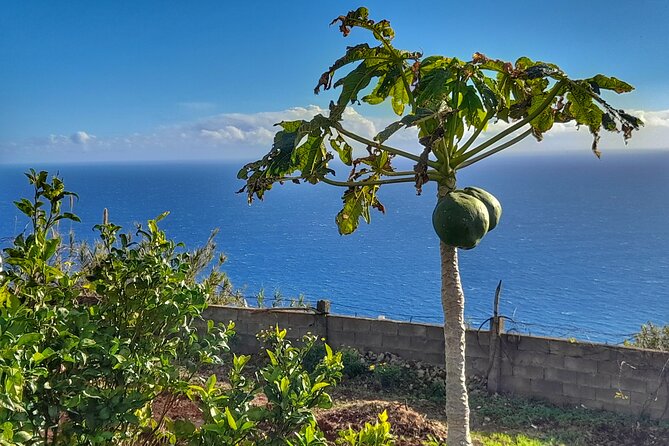 "Re-Canto" Farm-to-Table with Stunning Views at Madeira - Poncha, plants, and a short harvest walk