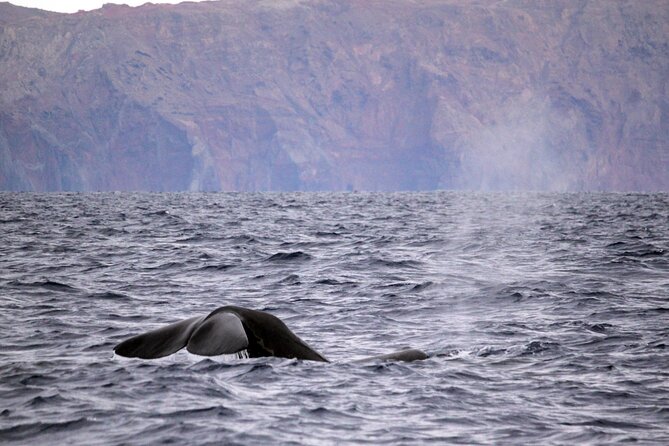 Responsible Whales and/or Dolphins Watching Tour - Leaving Funchal Marina by speedboat