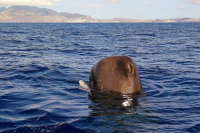 Responsible Whales and/or Dolphins Watching Tour - Watching dolphins without crowding them