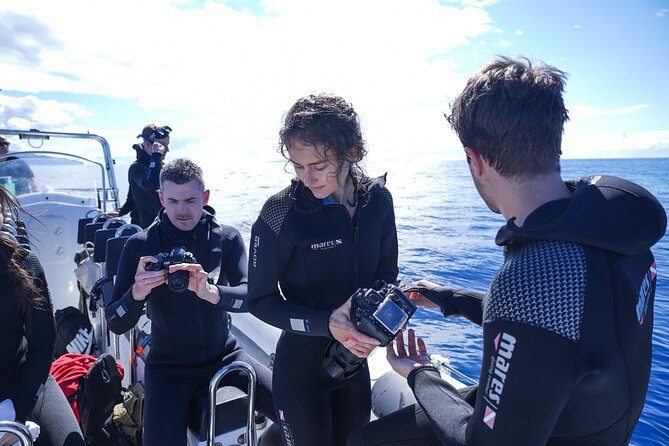 Responsible Whales and/or Dolphins Watching Tour - Pilot whales, turtles, and less common sightings