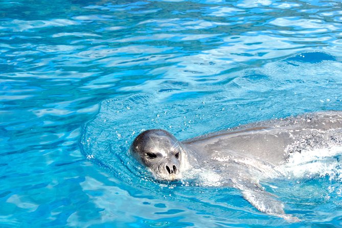 Responsible Whales and/or Dolphins Watching Tour - What the $59.28 price really buys you