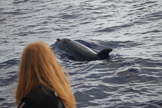Responsible Whales and/or Dolphins Watching Tour - Who should choose this boat?