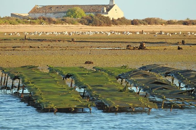 Ria Formosa - Boat trip to the 3 Islands: Armona | Culatra Island | Lighthouse - The Boat, Shade, and Group Size