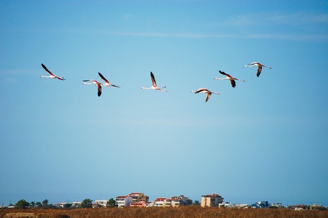 Ria Formosa Natural Park Birdwatching Segway Tour from Faro - Guides, group size, and the first-timer question