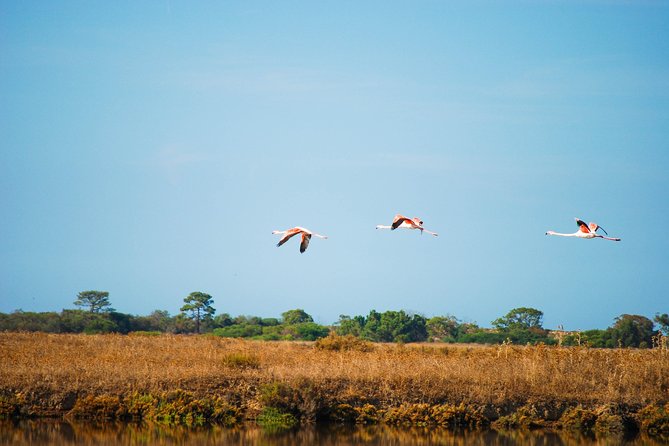 Ria Formosa Natural Park Birdwatching Segway Tour from Faro - Cruising into Ria Formosa