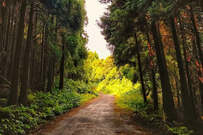 Route DA Pico Island - Pico’s human side: vineyards, whaling, and village roads