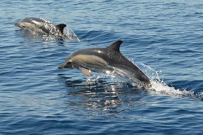 Safari & Boat Tour - Mountains & Dolphins - Price, group size, and practical value