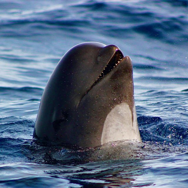 Sagres: Wildlife Tour Dolphins and Caves - A short Sagres trip with two very different sides