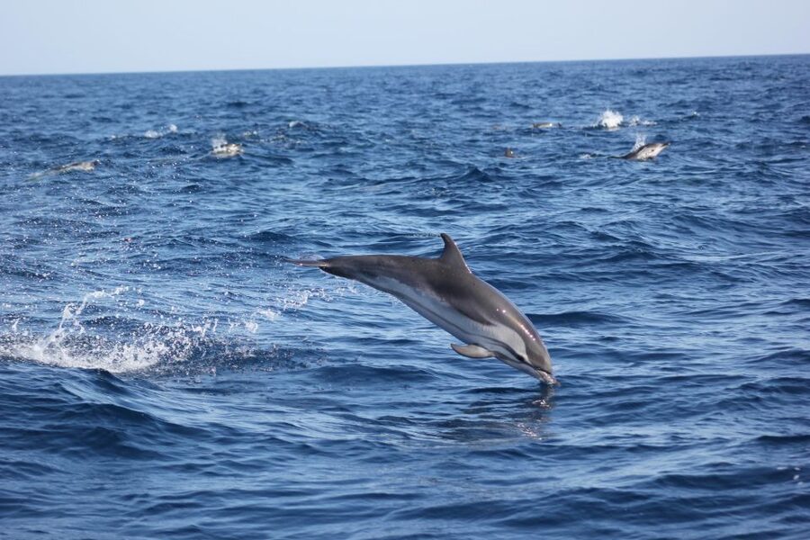Sagres: Wildlife Tour Dolphins and Caves - Who should book this boat trip
