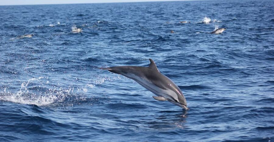Sagres: Wildlife Tour Dolphins and Caves - Dolphin watching without a guarantee