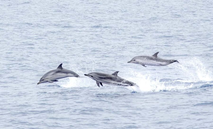 São Miguel Azores: Half-Day Whale Watching Trip - Key points to know before you book