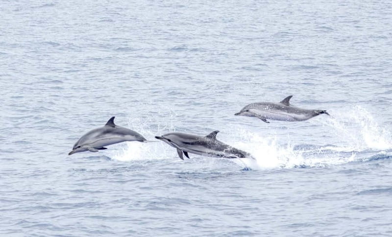 São Miguel Azores: Half-Day Whale Watching Trip - Practical tips for a better morning or afternoon