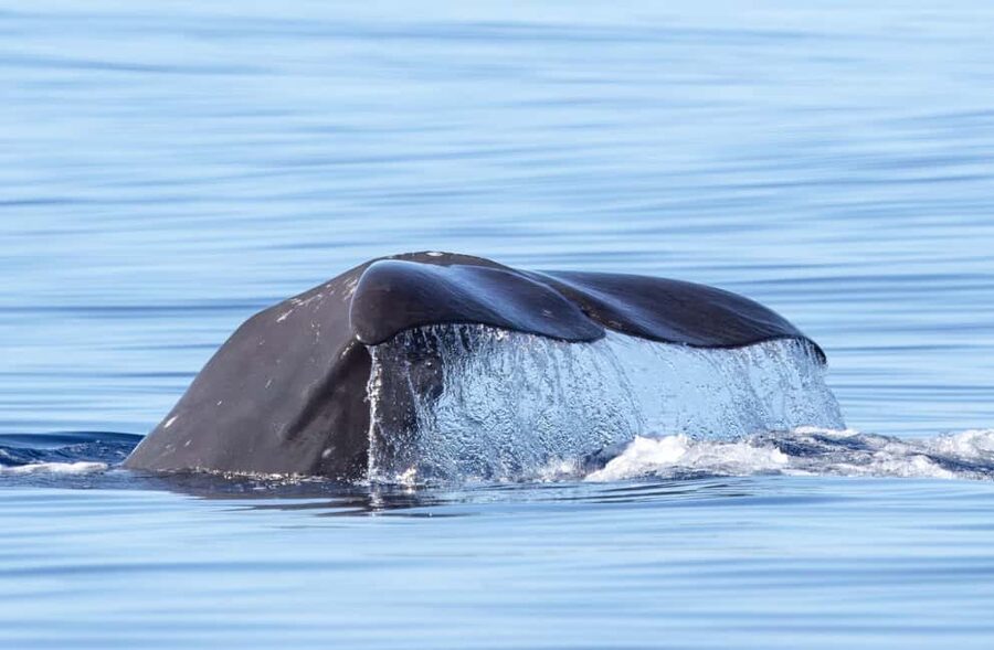 São Miguel Azores: Half-Day Whale Watching Trip - Why São Miguel is such a strong whale-watching base