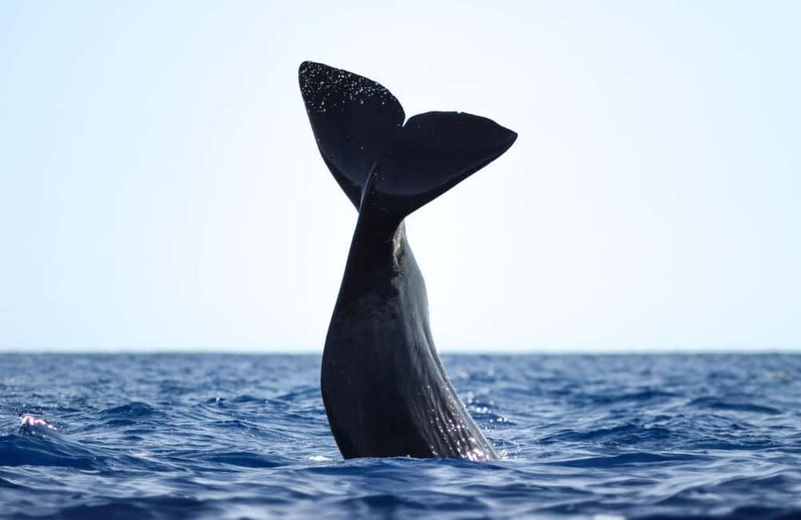 São Miguel Azores: Half-Day Whale Watching Trip - How the lookouts find animals in open water