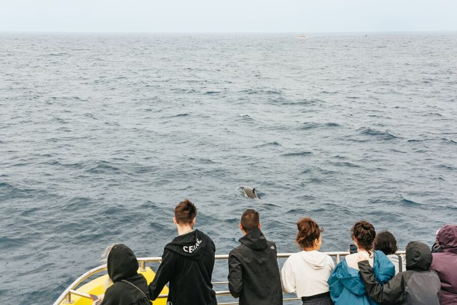 São Miguel Azores: Half-Day Whale Watching Trip - Dolphins, sperm whales, and the moments you hope for
