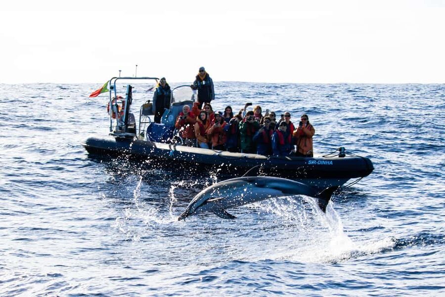 São Miguel Azores: Half-Day Whale Watching Trip - Catamaran comfort or zodiac excitement