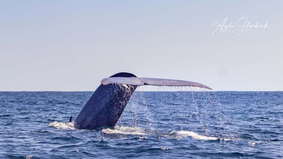 São Miguel Azores: Half-Day Whale Watching Trip - The return along São Miguel’s volcanic coast