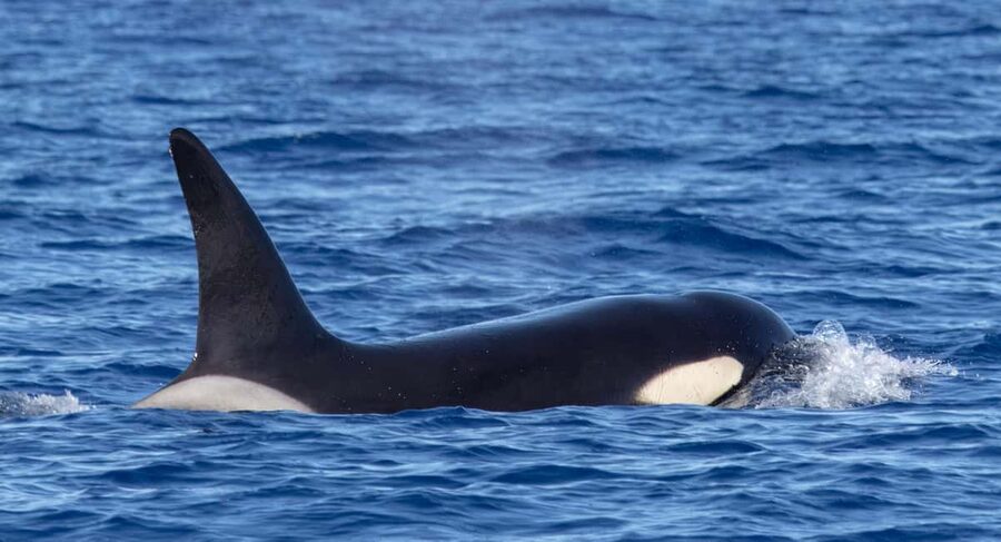 São Miguel Azores: Half-Day Whale Watching Trip - Who will enjoy this trip most