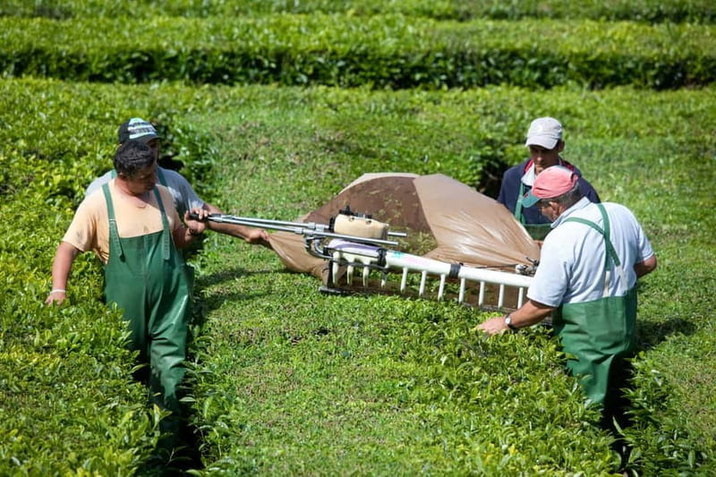 São Miguel: Furnas Volcano & Tea Plantation Tour & Lunch - Transport, timing, and the real value of $85